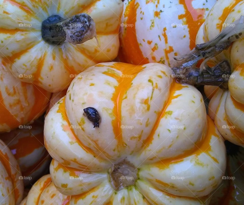 Pumpkins