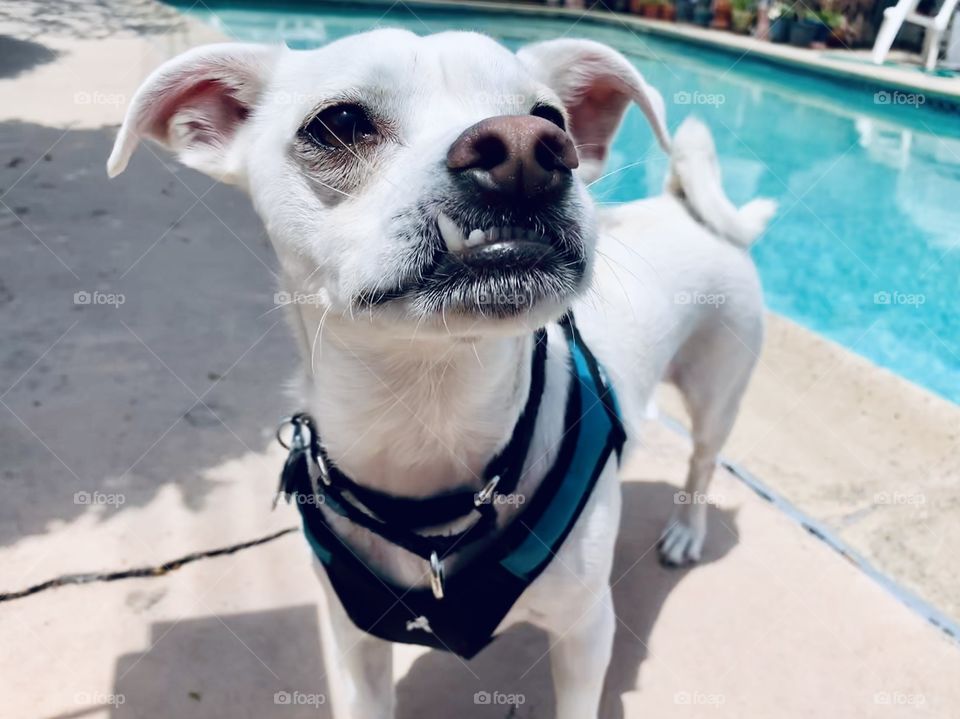 Jack Russell Terrier in front of pool 
