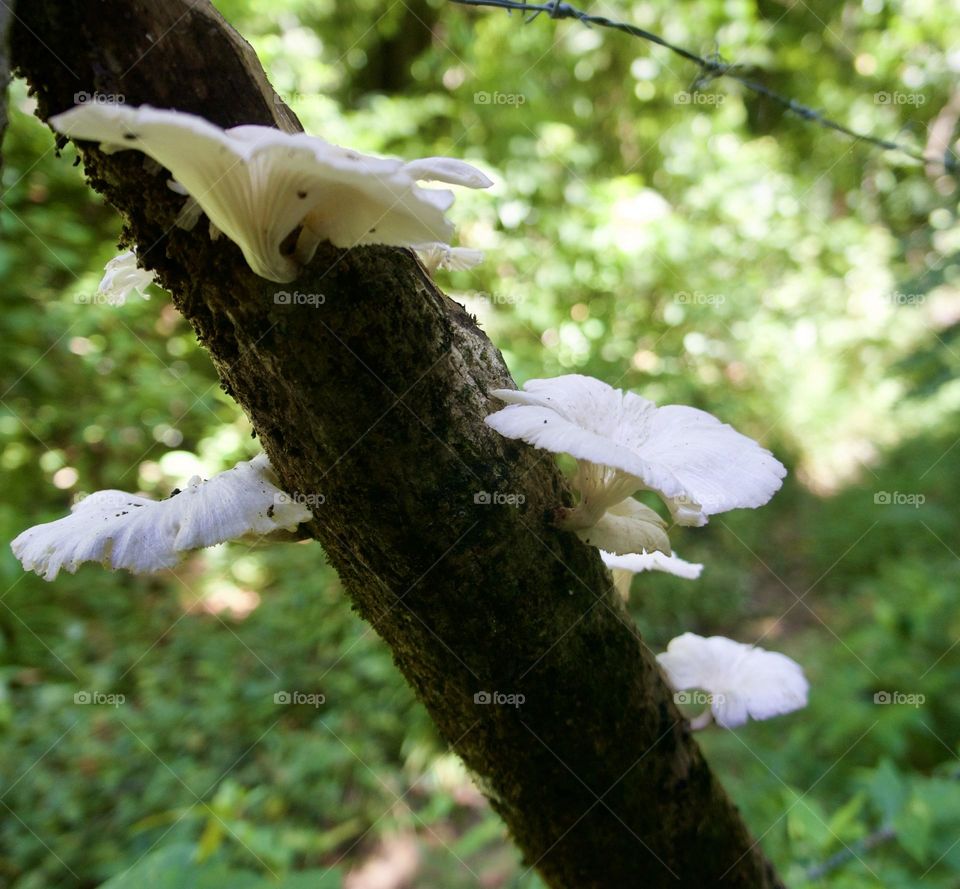 Perhaps these are oyster mushrooms in the jungle of Costa Rica.