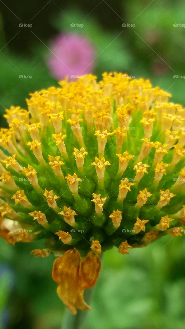 wild yellow blossom close-up