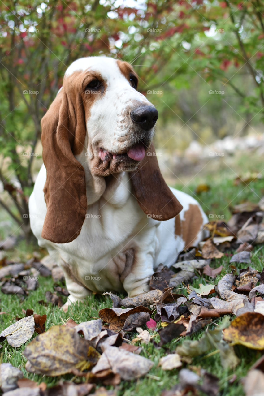 Close up view of dog