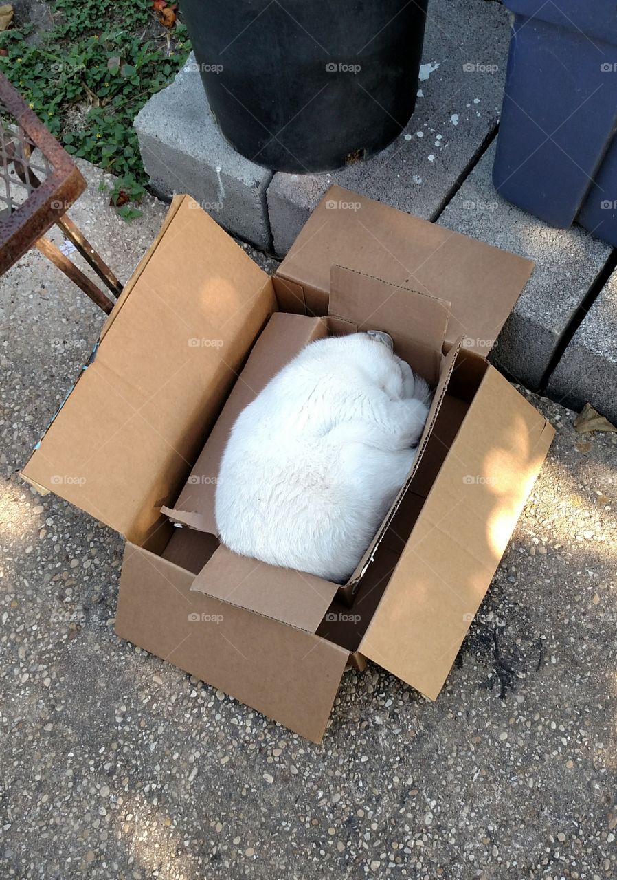 cat sleeping in boxes