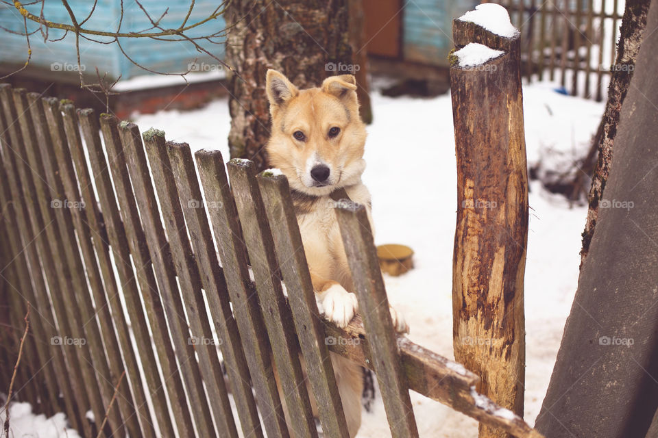 dog guard