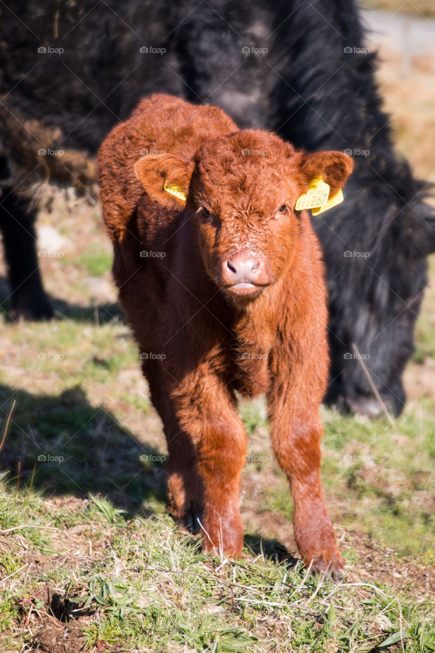 Close-up of calf