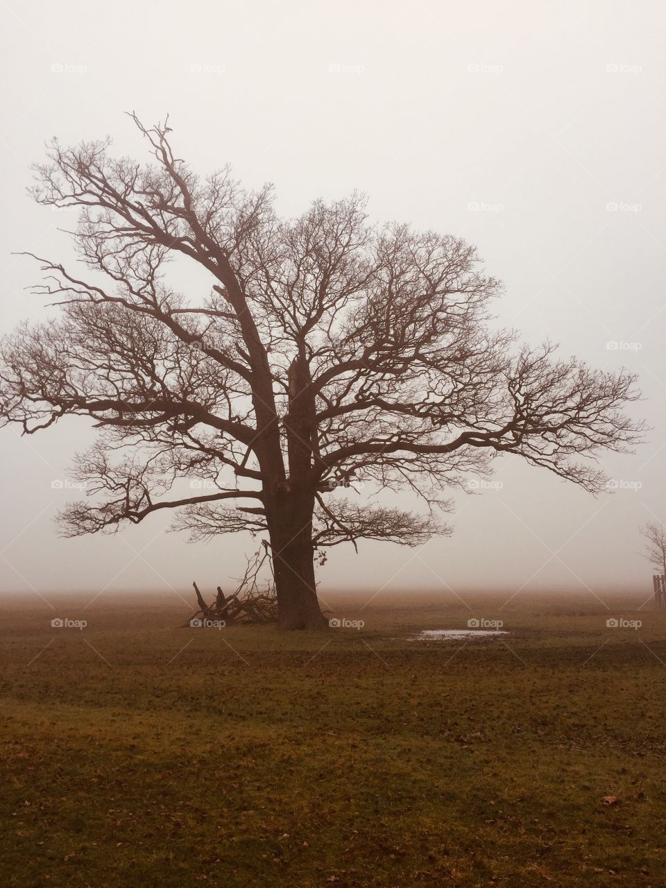 Tree, Landscape, No Person, Dawn, Fog
