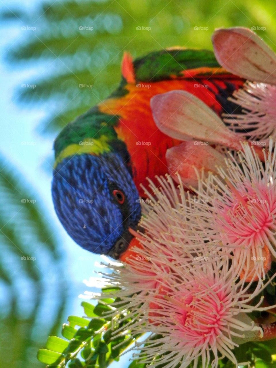 Lorikeet