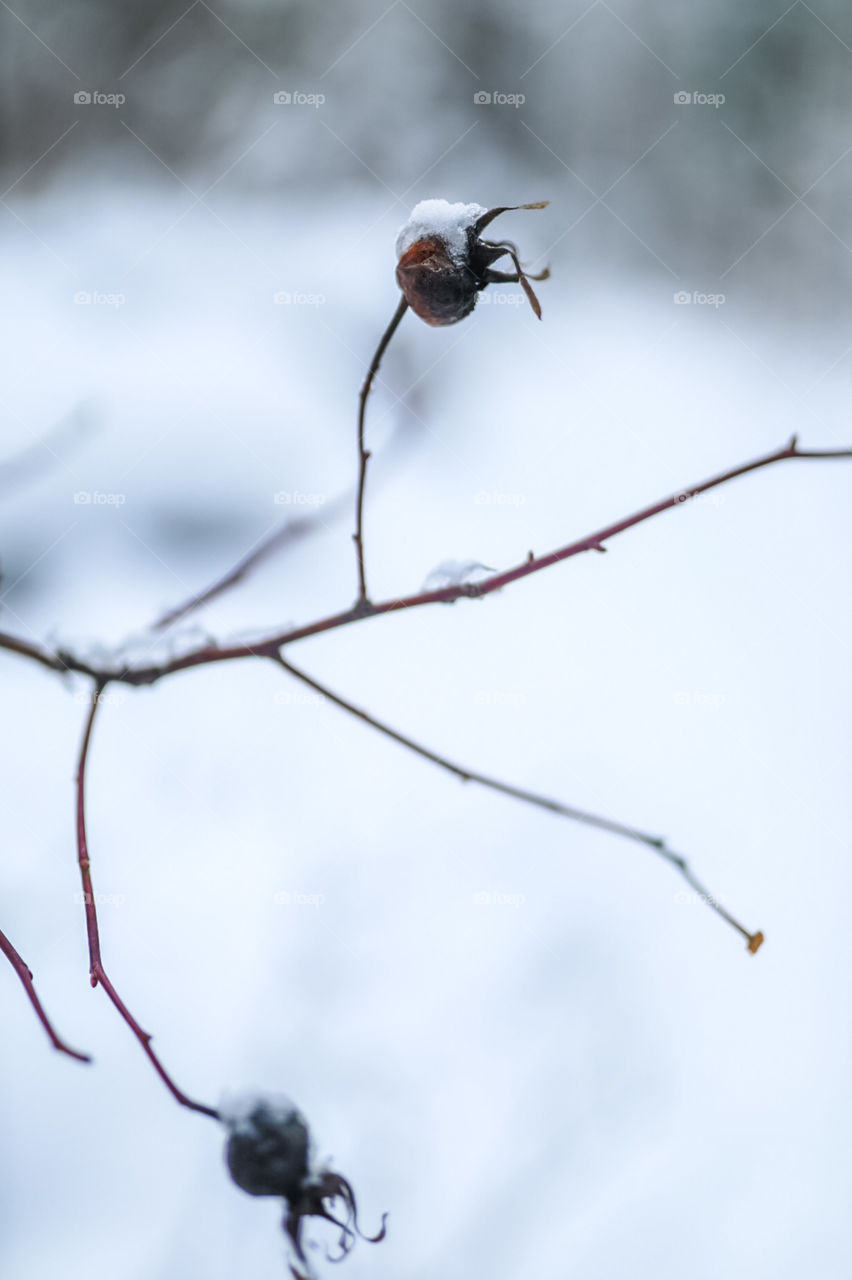 Snowy winter days in the mountains. Going on a nice morning hike up to a gorgeous mountain hot spring for a nice soak. 