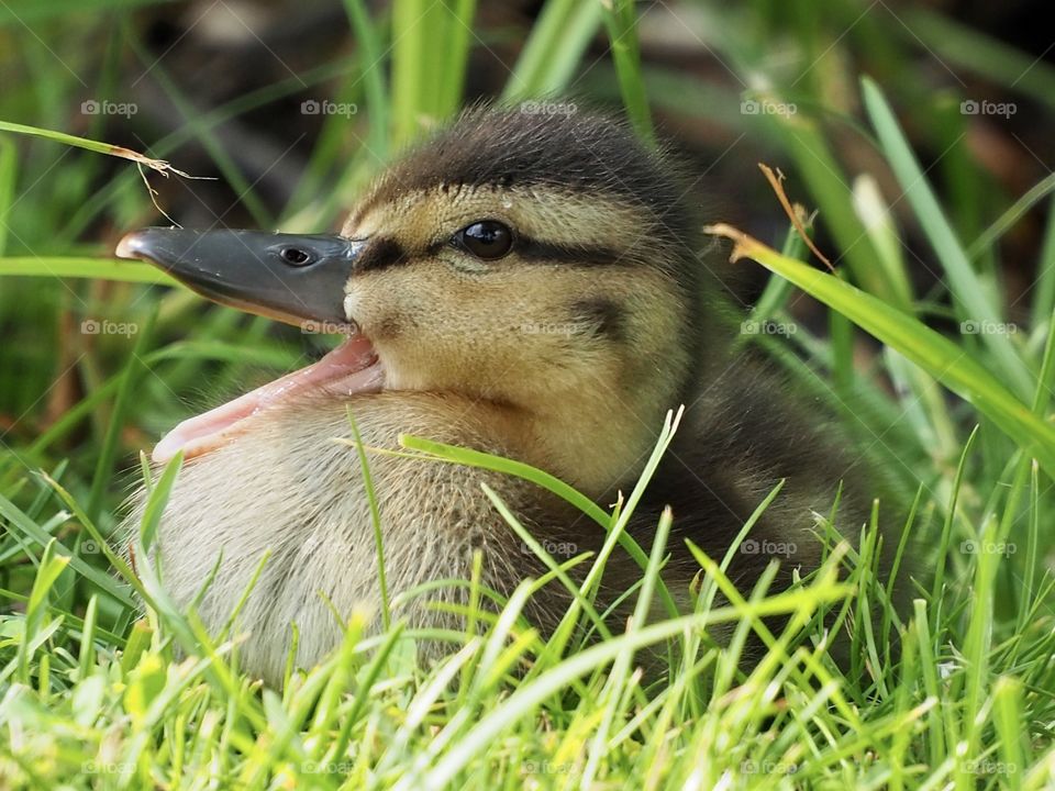 Little duckling