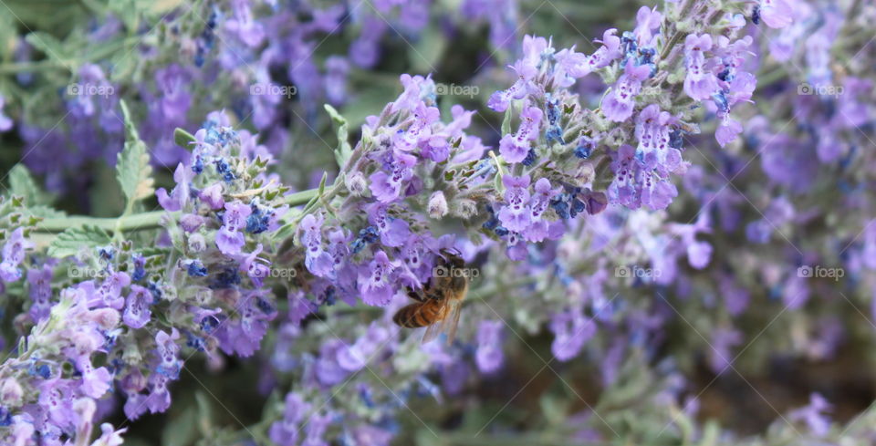 Lavender blooms and Bee