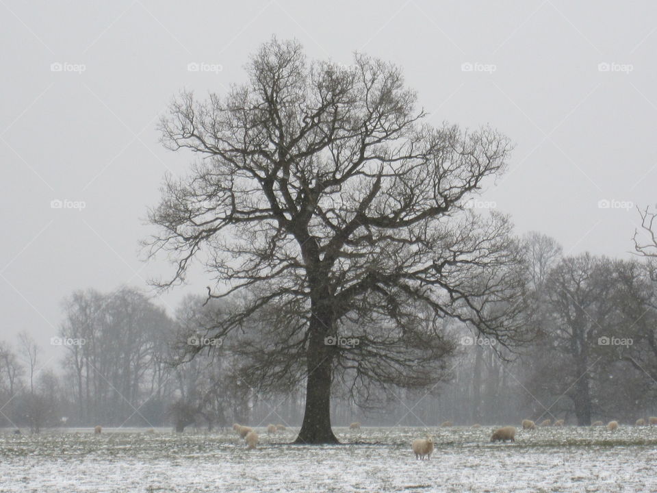 Sheep In Winter