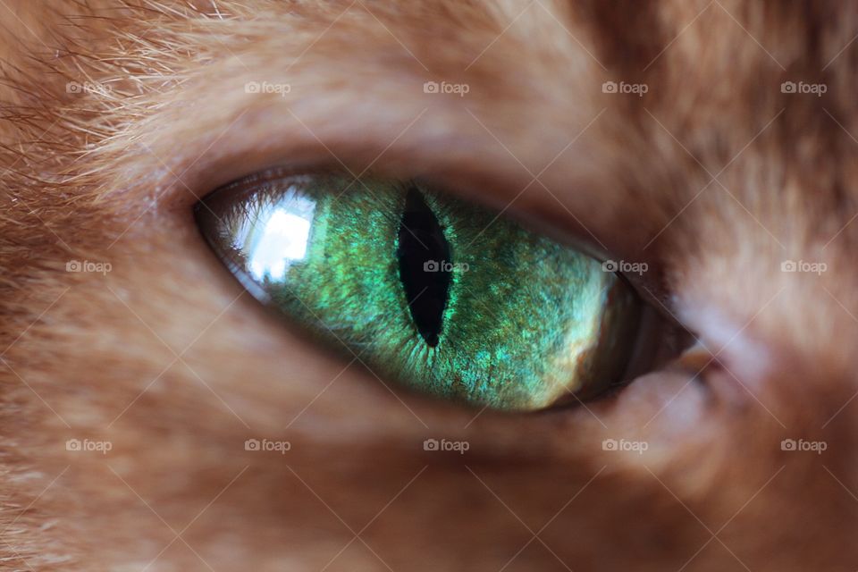 Close-up of green eye cat