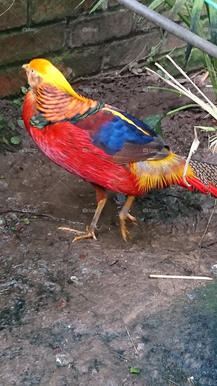 multi-coloured tropical bird