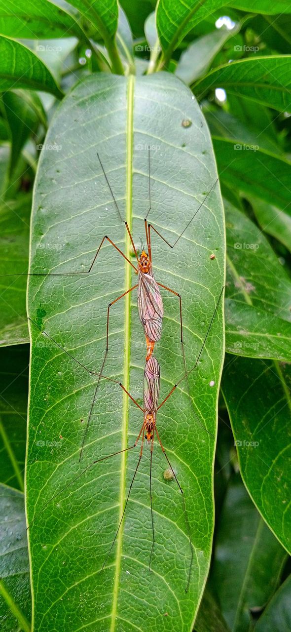 Crane flies matting on leaf, it have a lustrous body, appearing yellow with black or brown stripes and spots, photo shoot at fri, 28 jan, 2022, 5:46 pm.
