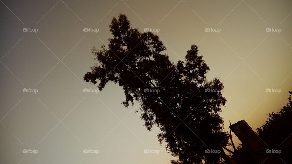 Fog, Tree, No Person, Dawn, Sunset