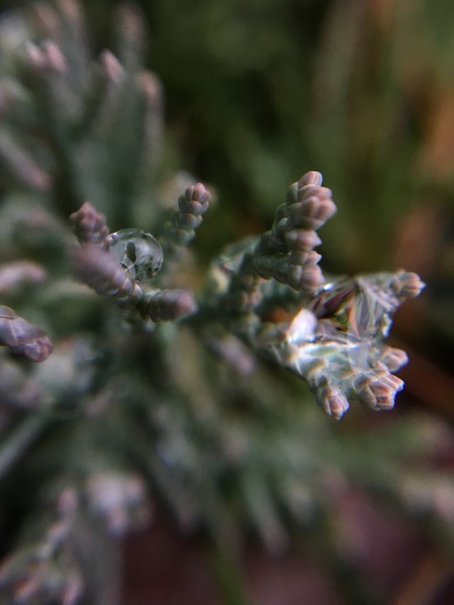 Water droplets on bush 
