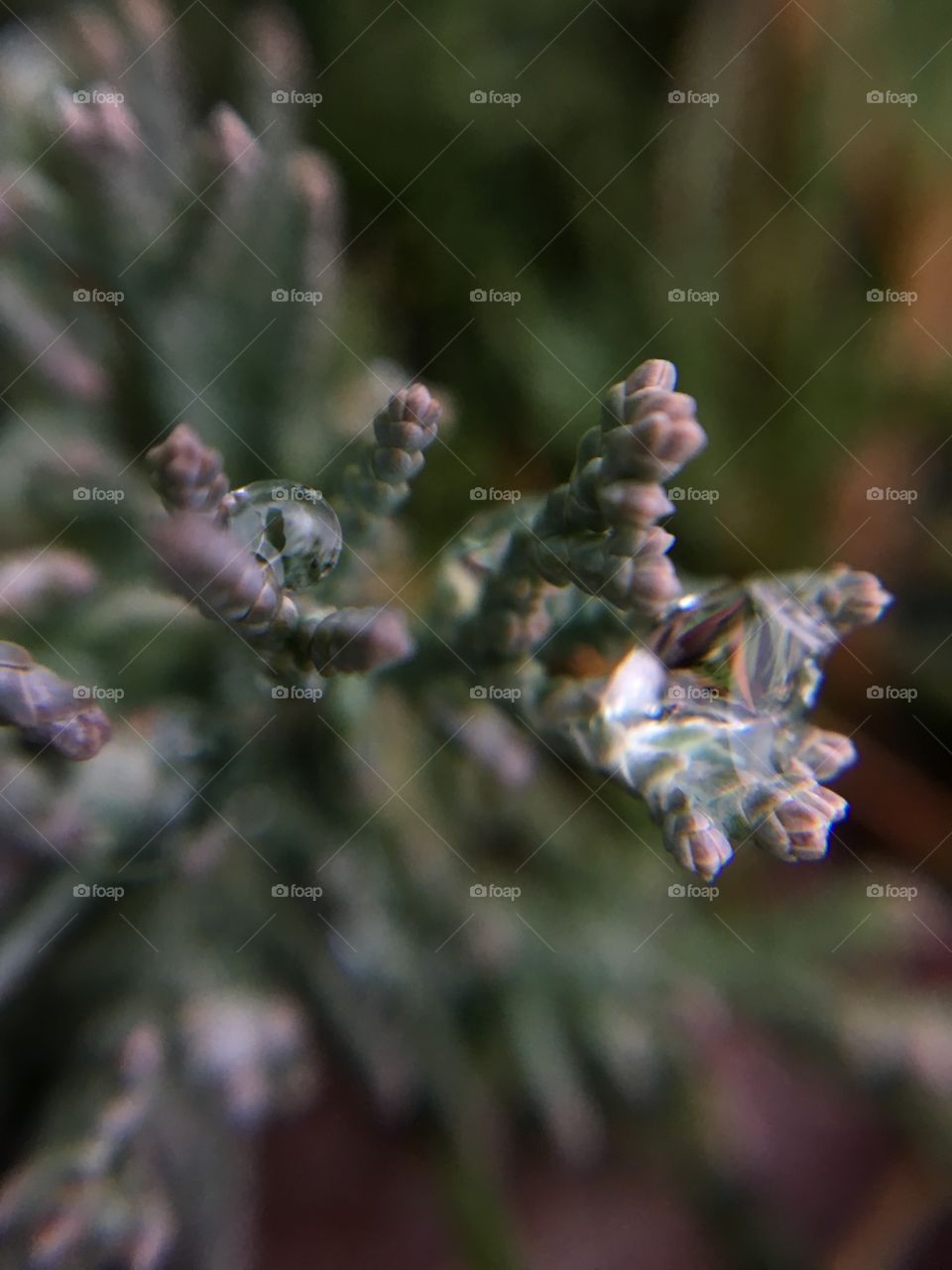 Water droplets on bush 