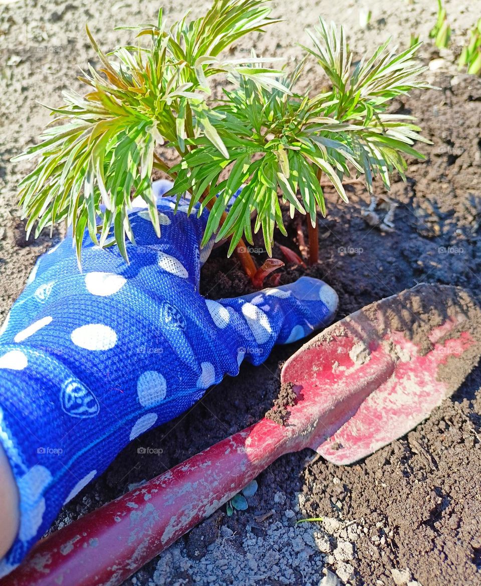 plants, green, earth, kitchen garden, bed, flower garden, flower bed, woman's hand, woman planting flowers, spring, gloved hand, garden shovel, spring