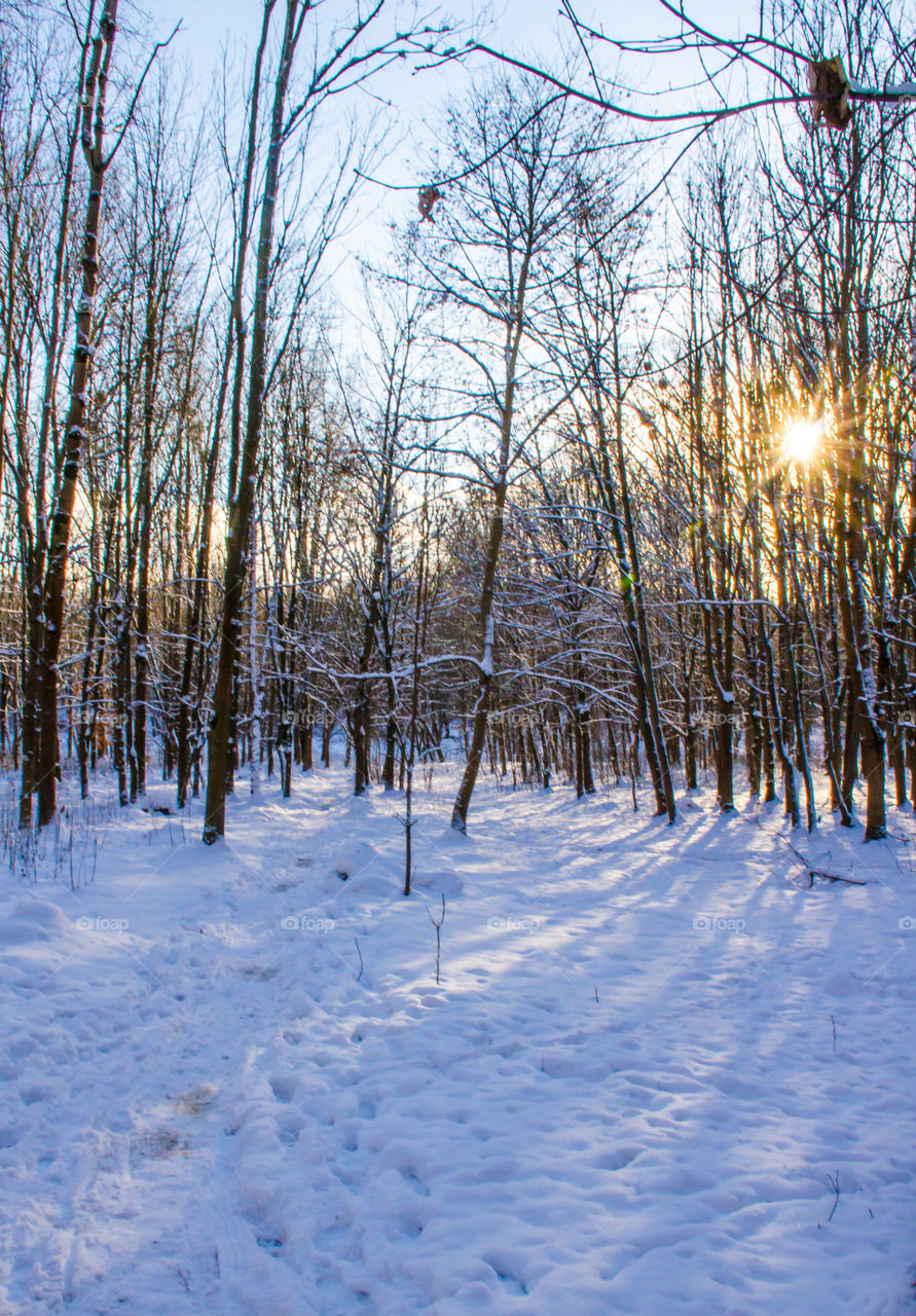 winter landscape