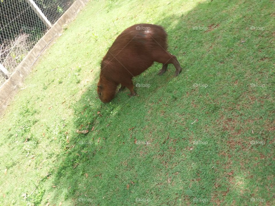 capivara