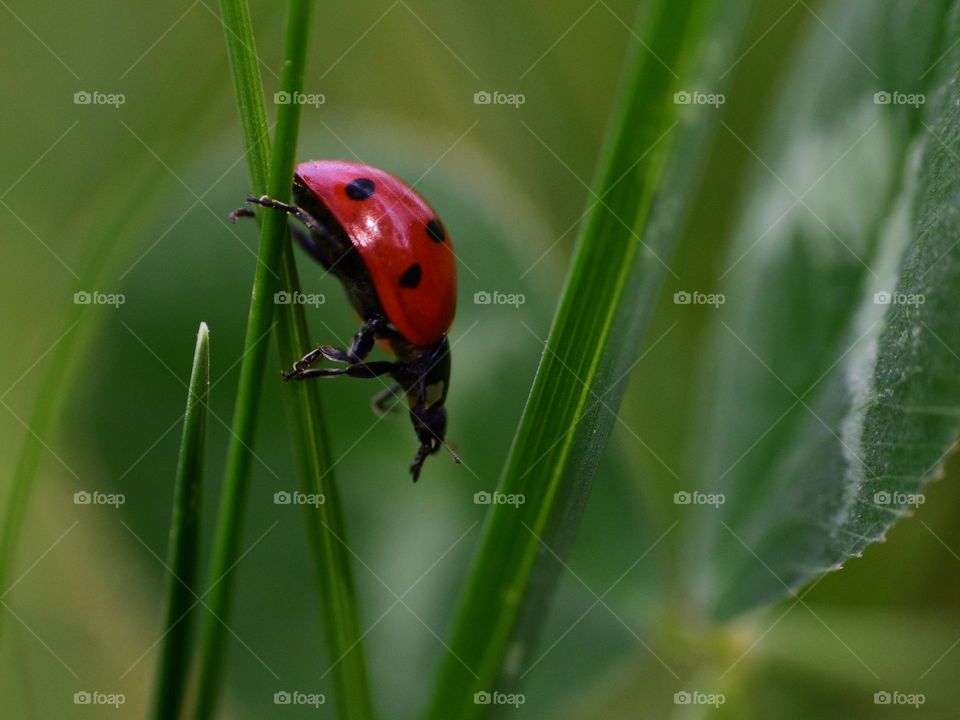 Ladybug 