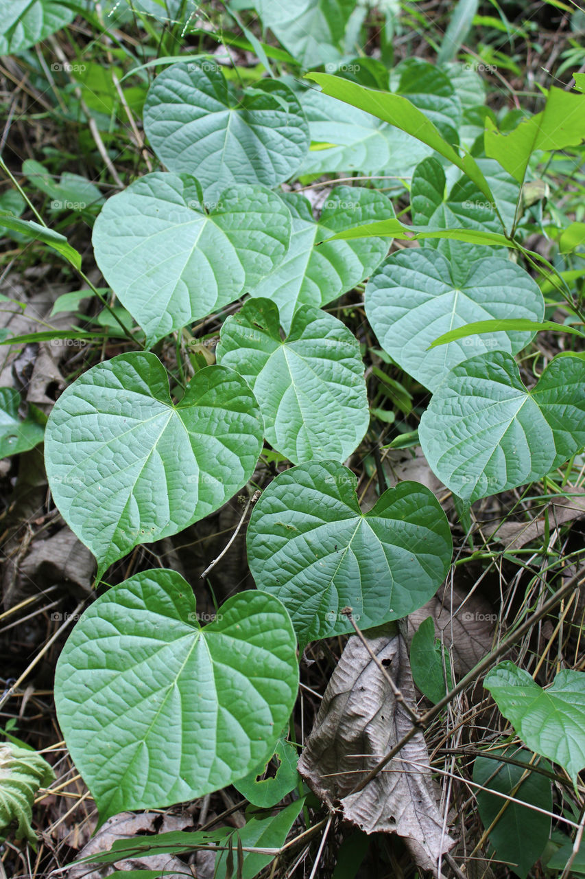 green nature leaves plant by twilite