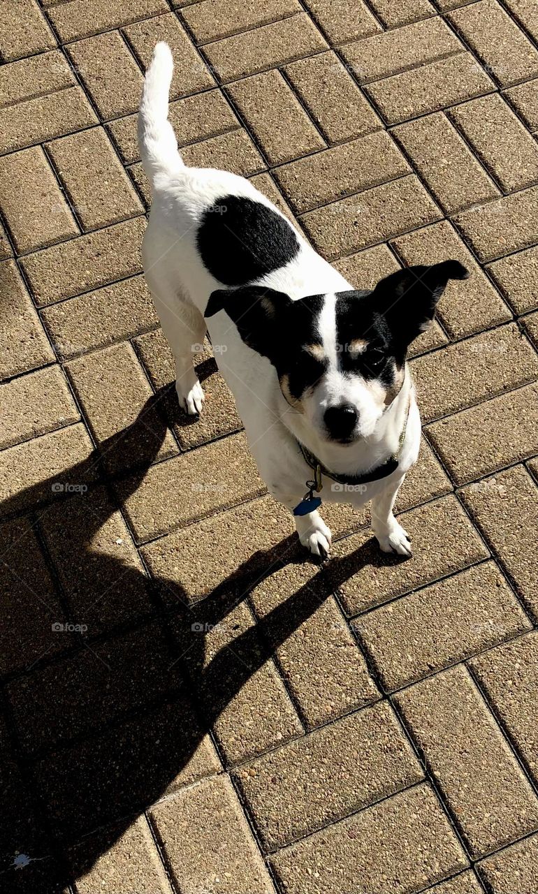 This is Trixie! Came for a visit at the bay house in Texas and loved her pose and shadow 🤍