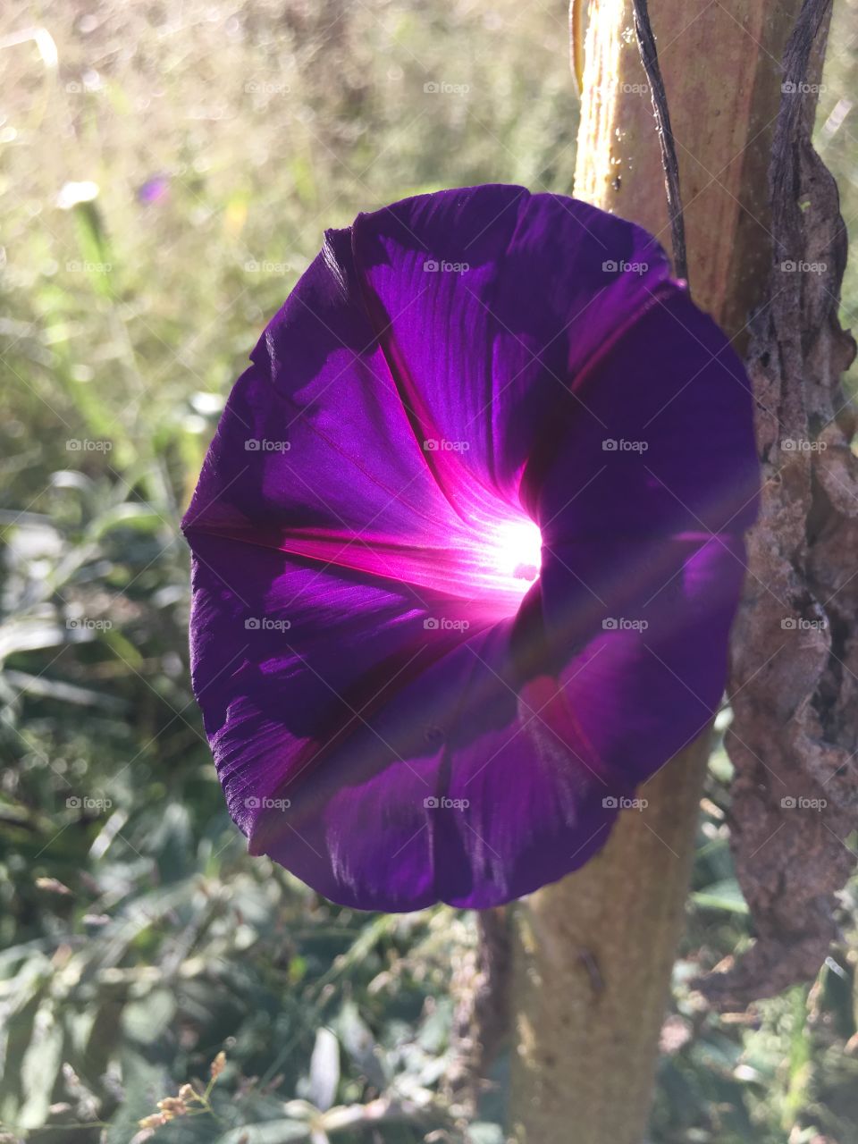 Purple flower
