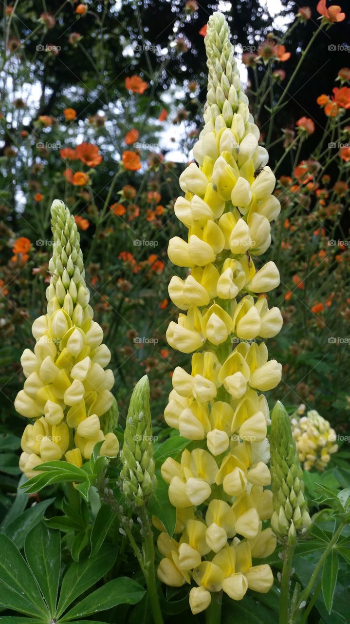 Nature, Flora, Flower, Summer, Garden