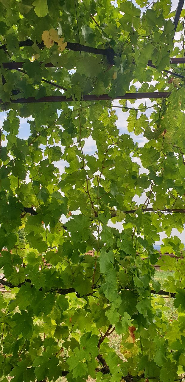 vine