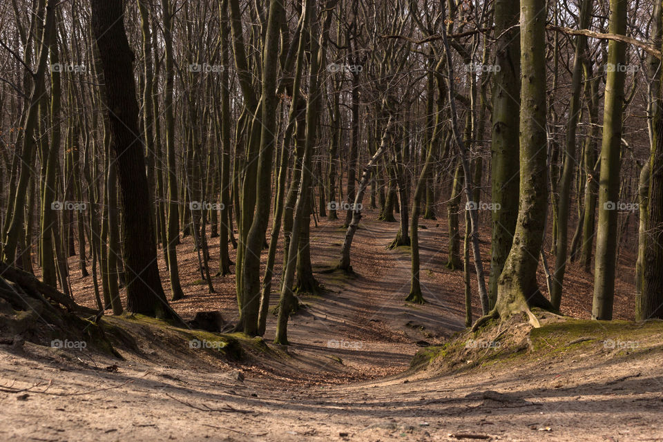 ◐  ♡  Beautiful Park to Walk And Relax in Gdansk Poland
◑  💛  Path in the Forest Between Trees