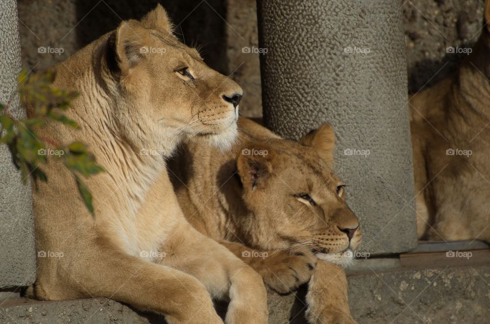 boring time for two lionesses at the zoo