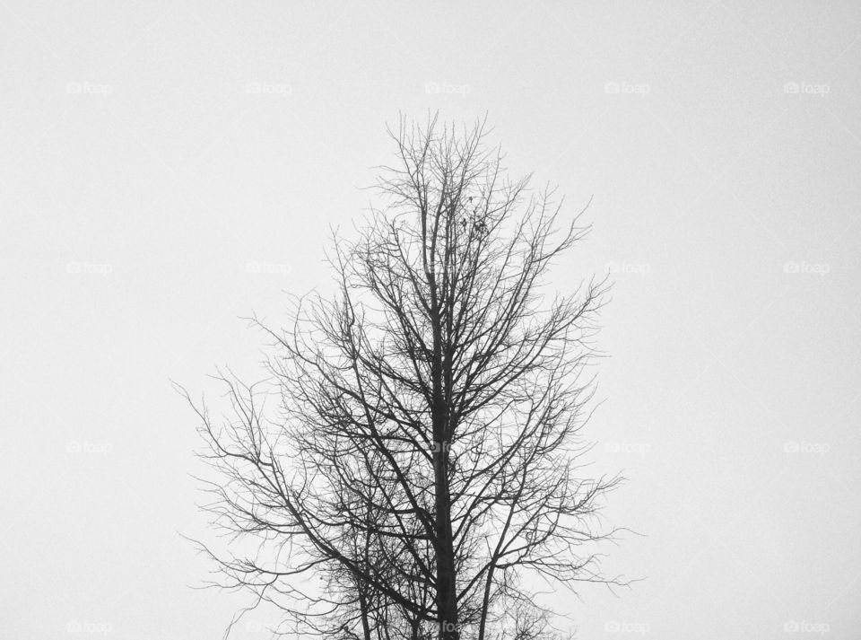 One tree.Minimalism