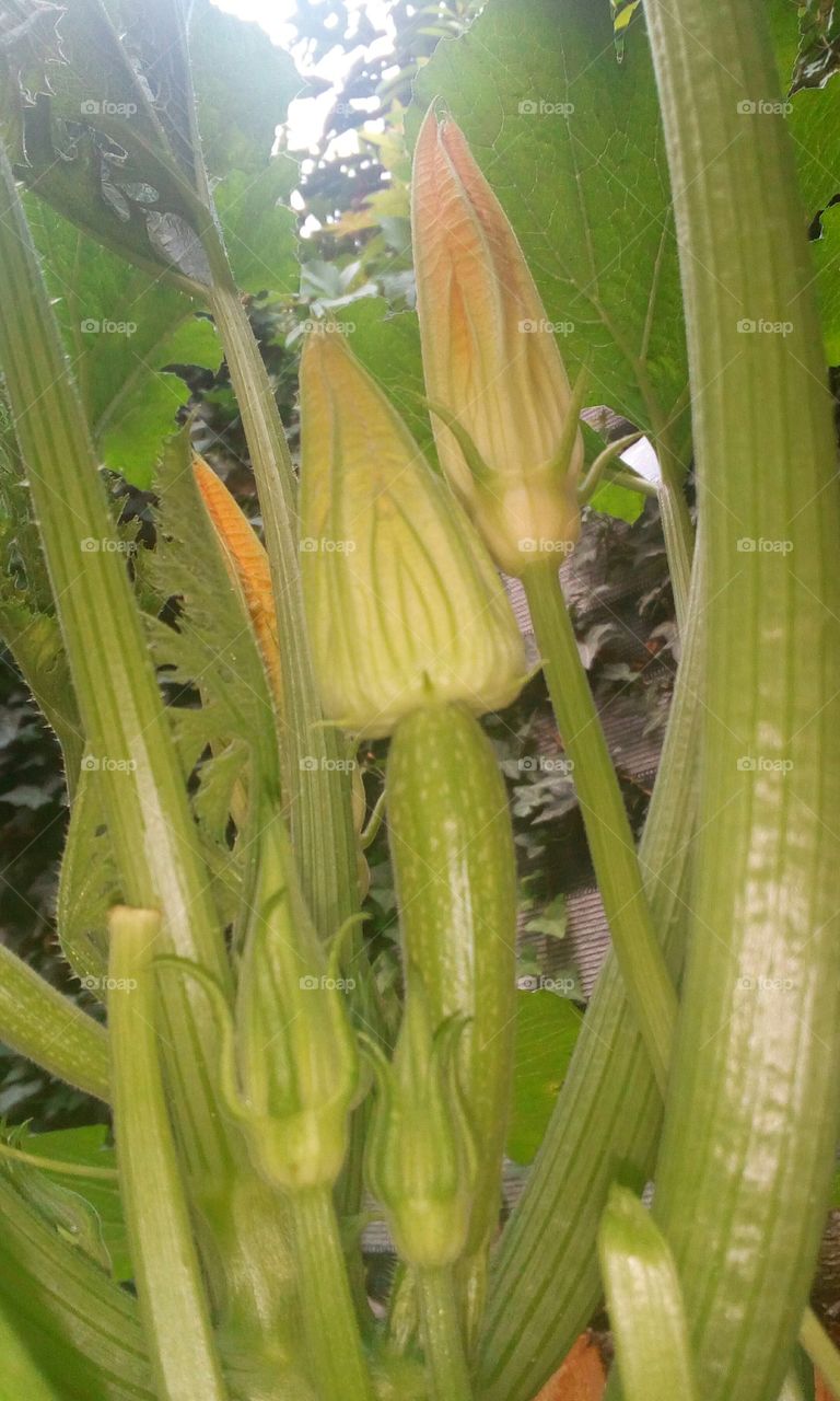 zucchine in fiore