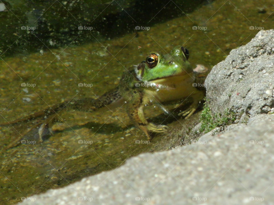 Lonely frog in a pond