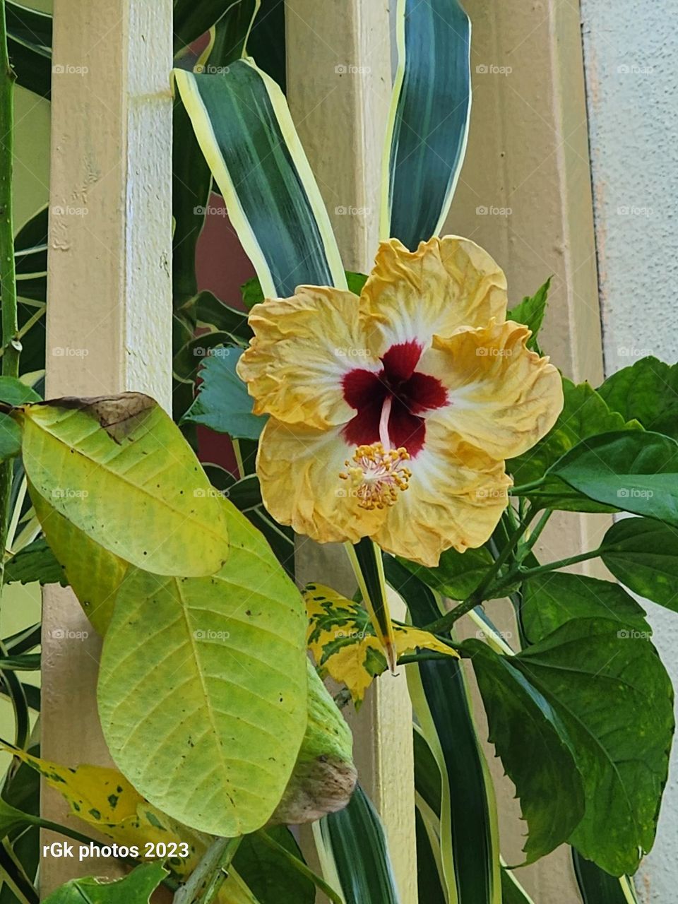 Jamaican hibiscus