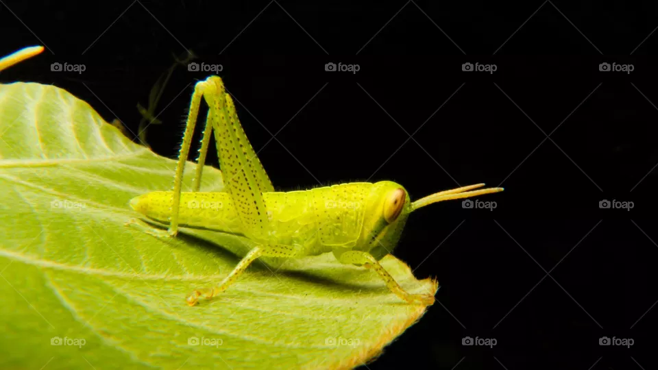 Grasshopper