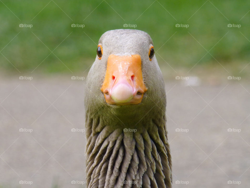 Greylag goose staring