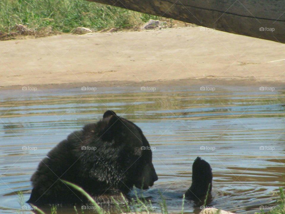 bear playing in the water