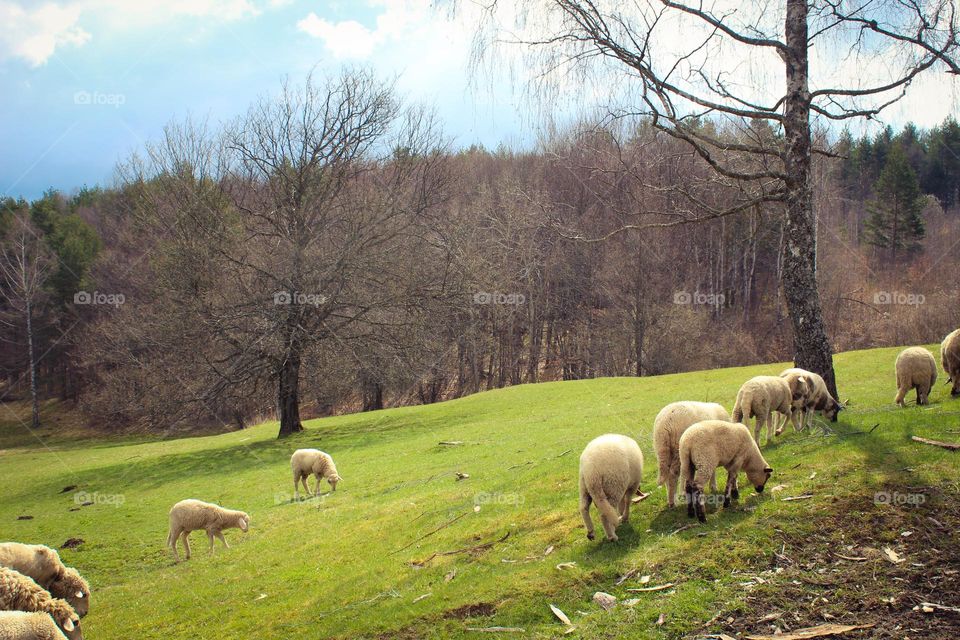 Spring landscape.  Sheeps and lambs graze grass in the pasture