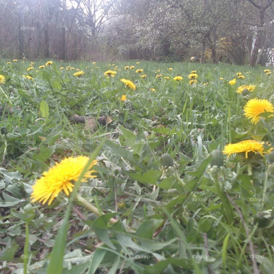 Field of gold