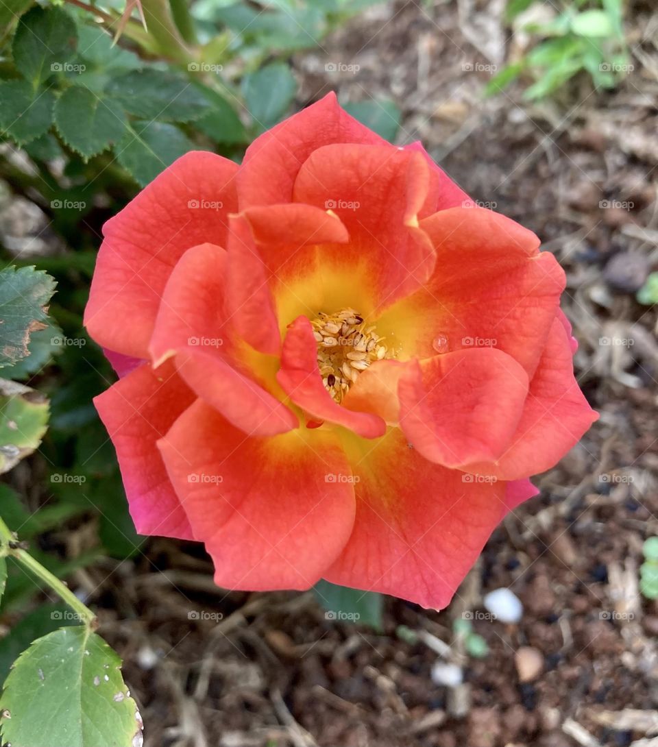 🌹 🇺🇸 Very beautiful flowers to brighten our day.  Live nature and its beauty. Did you like the delicate petals? / 🇧🇷 Flores muito bonitas para alegrar nosso dia. Viva a natureza e sua beleza. Gostaram das pétalas delicadas? 