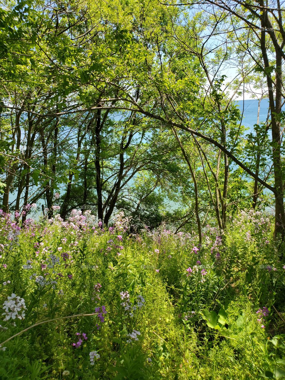 simply beautiful  flower by the lake