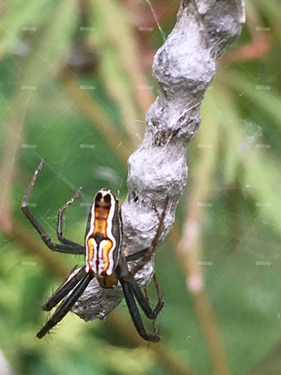 Mother spider with a smile on her butt