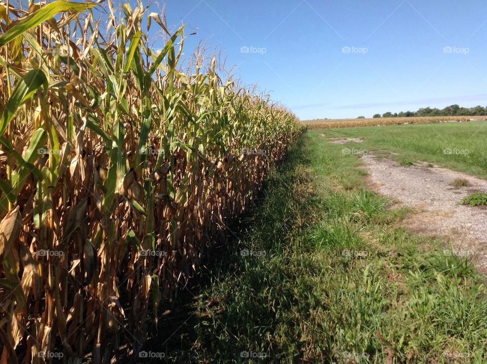 Cornfield 