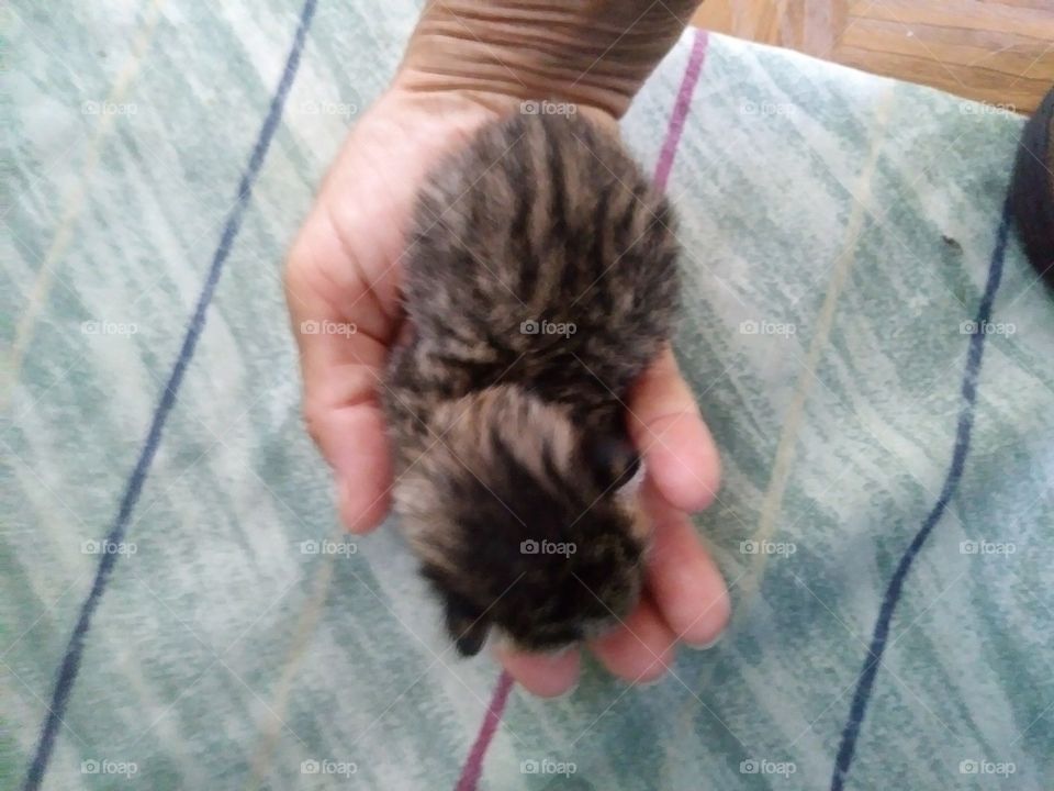Newborn Kitten in palm of hand