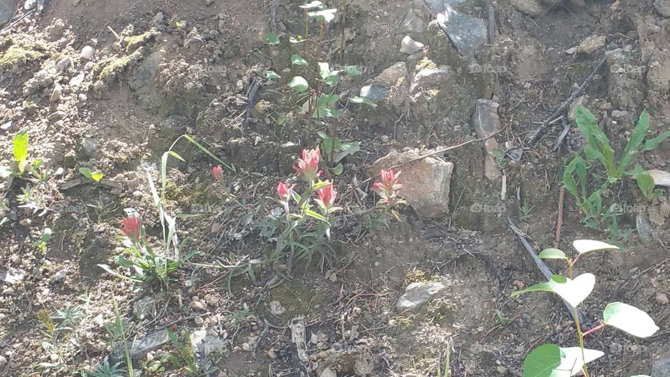 Pretty Flowers