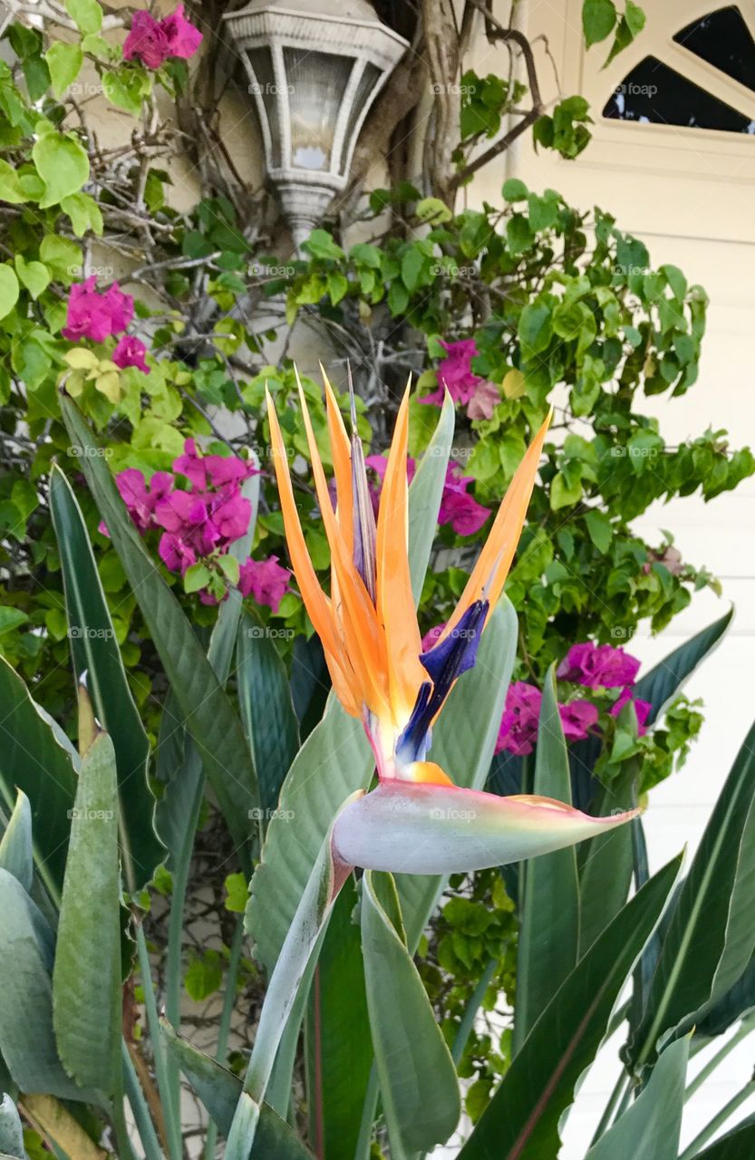 Bird of paradise 