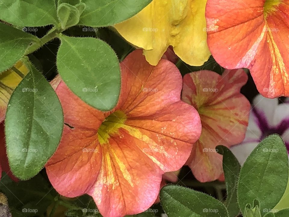 Petunias 