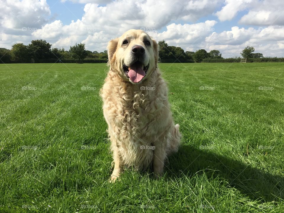 Grass, Dog, Hayfield, Field, Mammal