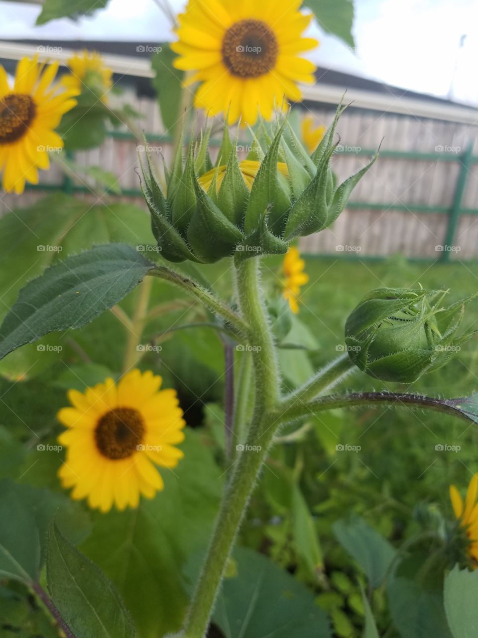 Sunflower, Nature, Flower, Flora, Summer